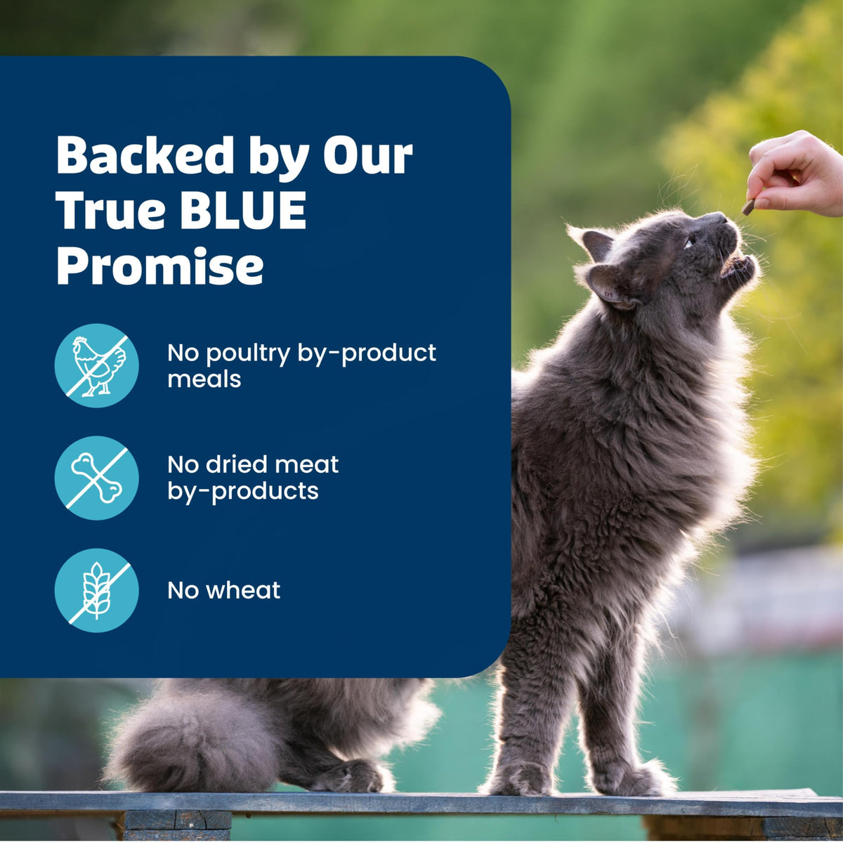 Blue Buffalo Bursts Seafood Crunchy & Creamy Cat Treats, 2 oz, 6 ct