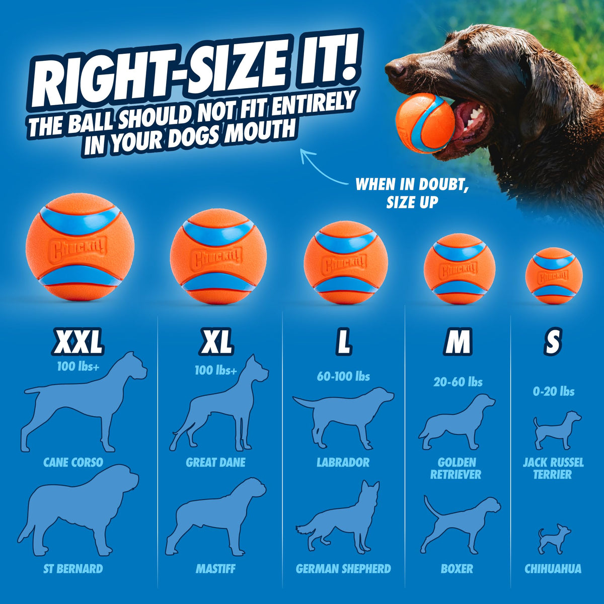 Chuckit! Ultra Squeaker Balls for Dogs, Floating Water Pet Toys, Durable Rubber Pet Toy, Bouncy Squeaky Fetch Balls for Dogs, Medium (2.5") 2 Count (Pack of 12)