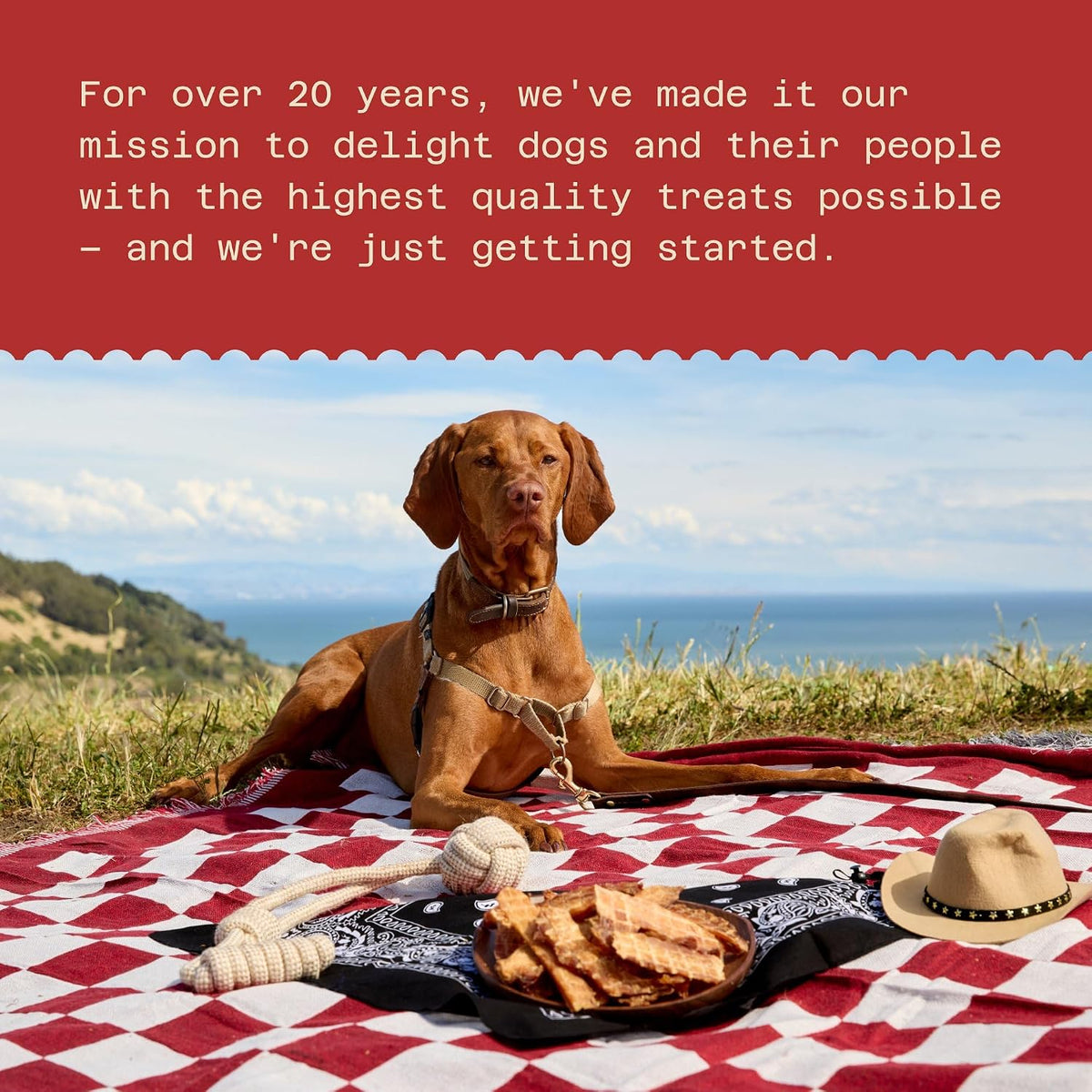 Waggin' Train Chicken Jerky Dog Treats, Made with 100% Real Chicken Breasts, Only Two All-Natural Ingredients, Great High Protein Dog Treat, Easily Digestible for Big or Small Dogs, 30 oz. Pouch