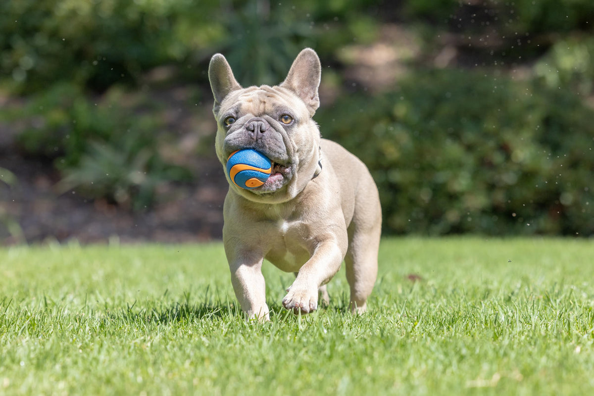 Chuckit! Ultra Squeaker Balls for Dogs, Floating Water Pet Toys, Durable Rubber Pet Toy, Bouncy Squeaky Fetch Balls for Dogs, Medium (2.5") 2 Count (Pack of 12)