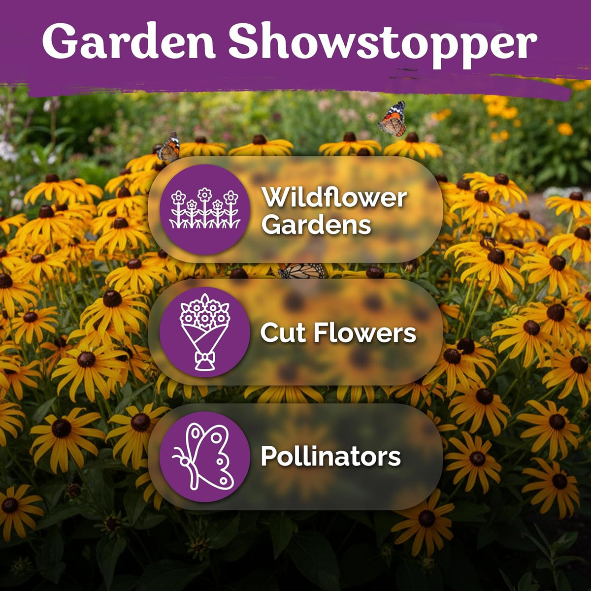10,000 Black Eyed Susan Heirloom Flower Seeds for Planting, Rudbeckia Hirta