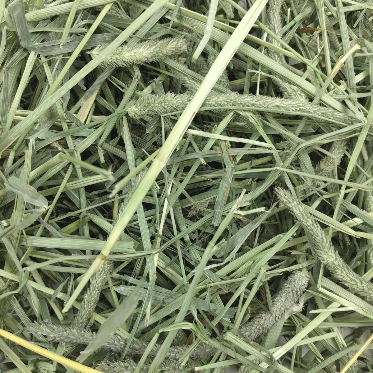Oxbow Western Timothy Hay, Rabbit & Guinea Pig Hay, High Fiber, USA, 90 oz