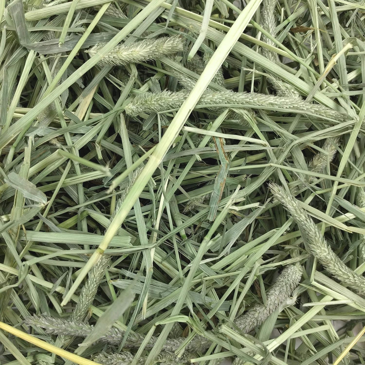 Oxbow Western Timothy Hay, Rabbit & Guinea Pig Hay, High Fiber, USA, 90 oz