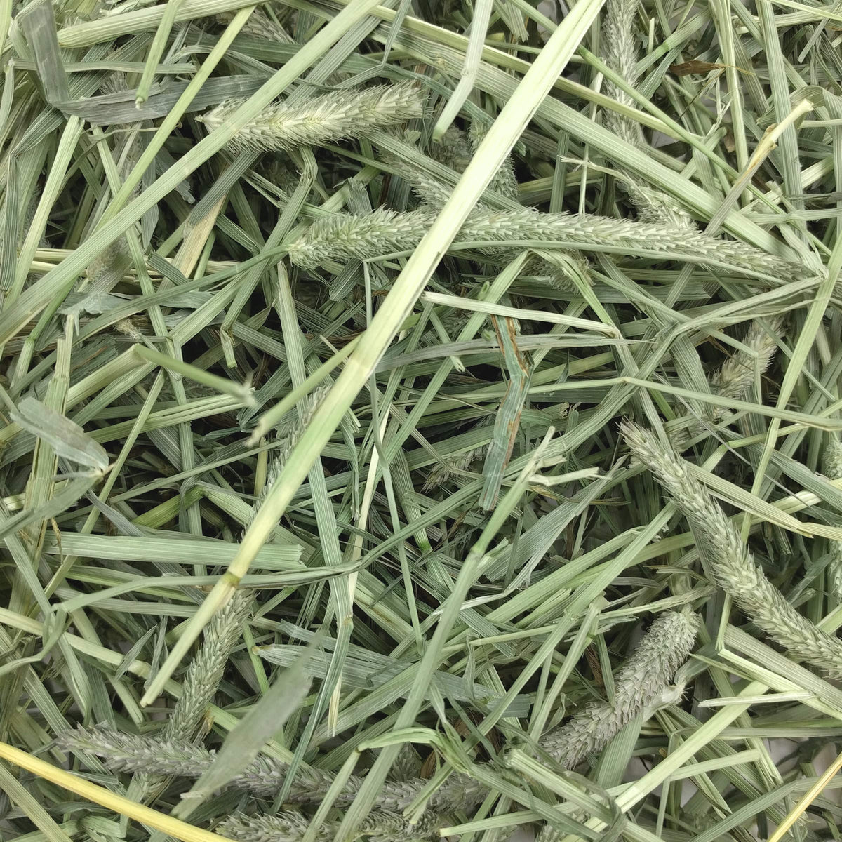 Oxbow Western Timothy Hay, Rabbit & Guinea Pig Hay, High Fiber, USA, 90 oz